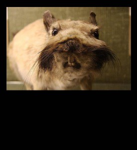 worst taxidermy gerbil mustache