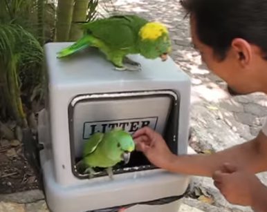 parrot laughs like a human