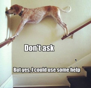 Dog in Hammock and Other Animals Stuck in Funny Positions help stairs dog