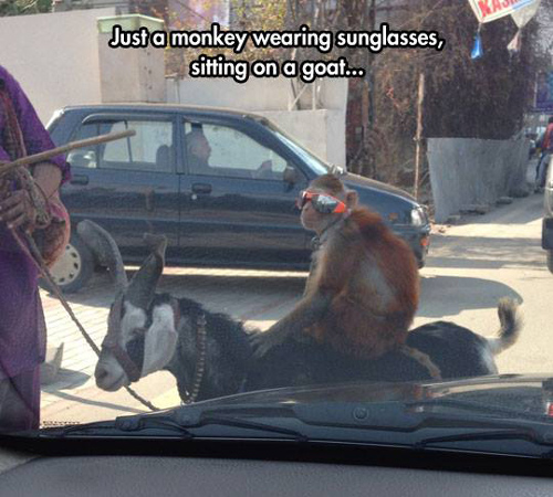 Funny Pictures monkey sunglasses goat