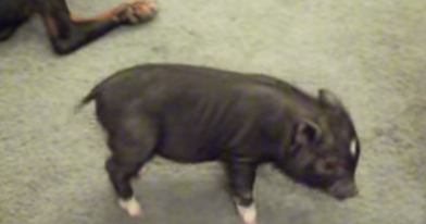 teacup pig video