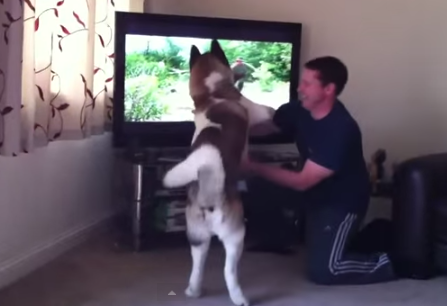 akita dog does not like bears video