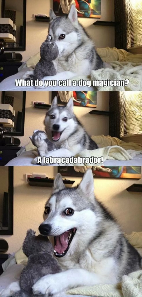 This Pun Dog Has a Few Jokes He Wants to Tell You