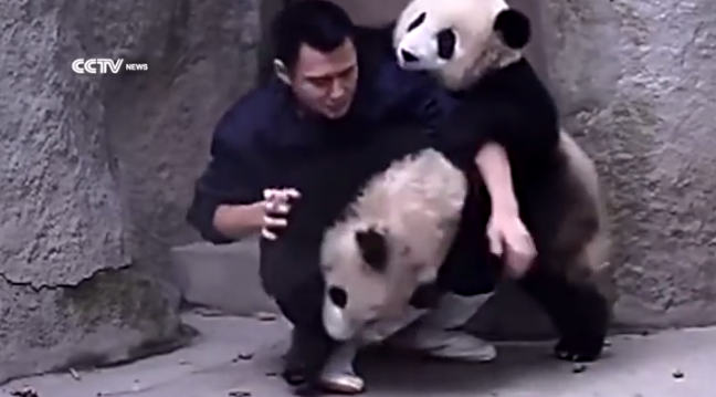 clingy pandas